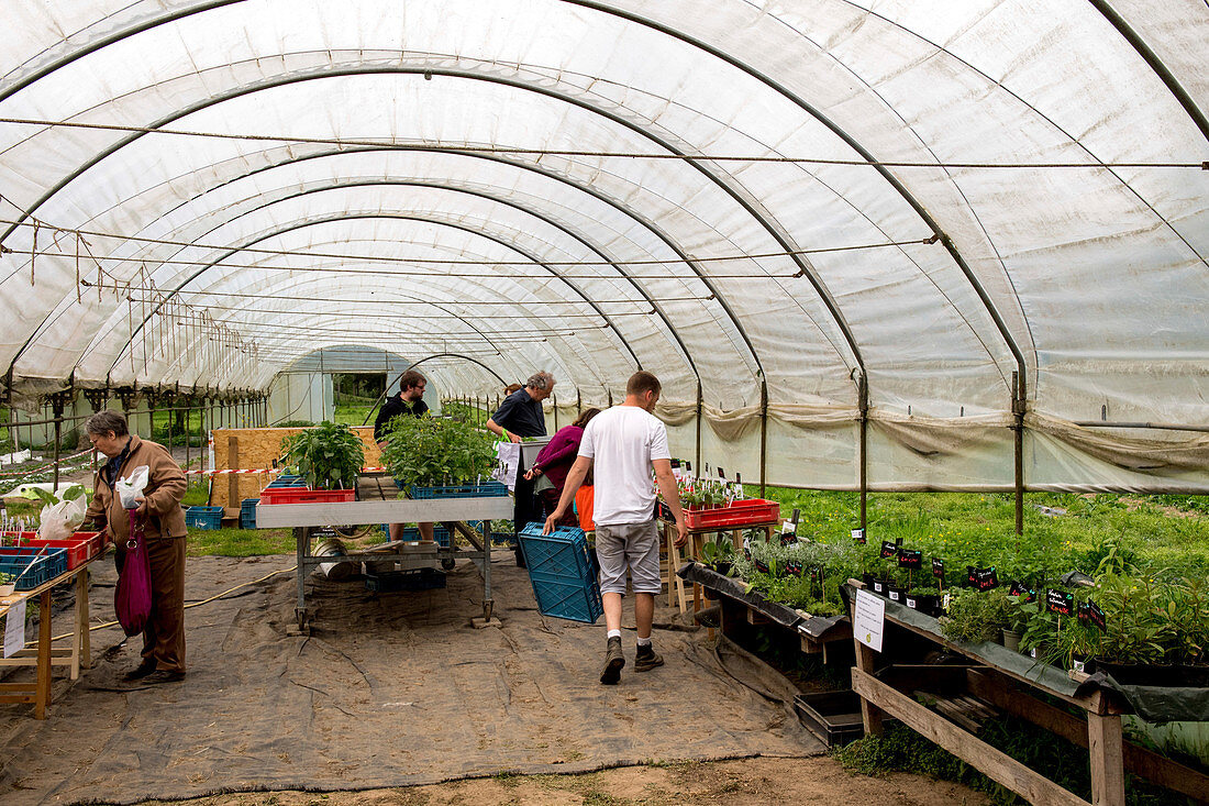 People examining plants in a polytunnel