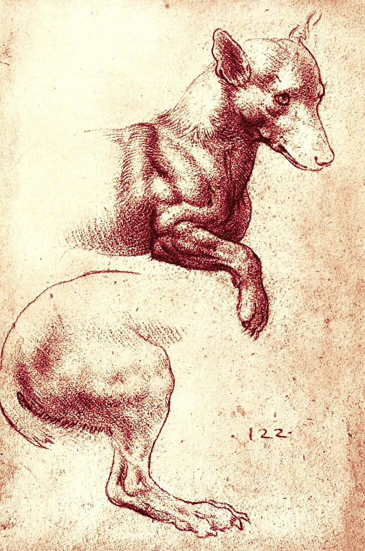 Drawing of dog's head and hind-leg