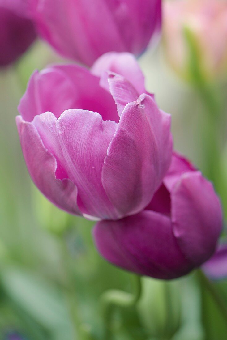 Tulip (Tulipa 'Negrita')