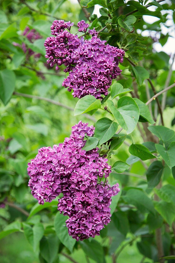 Lilac (Syringa vulgaris 'Etna')