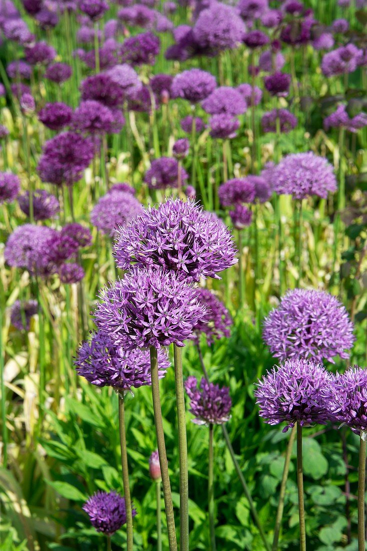 Dutch Garlic (Allium hollandicum 'Purple Sensation')
