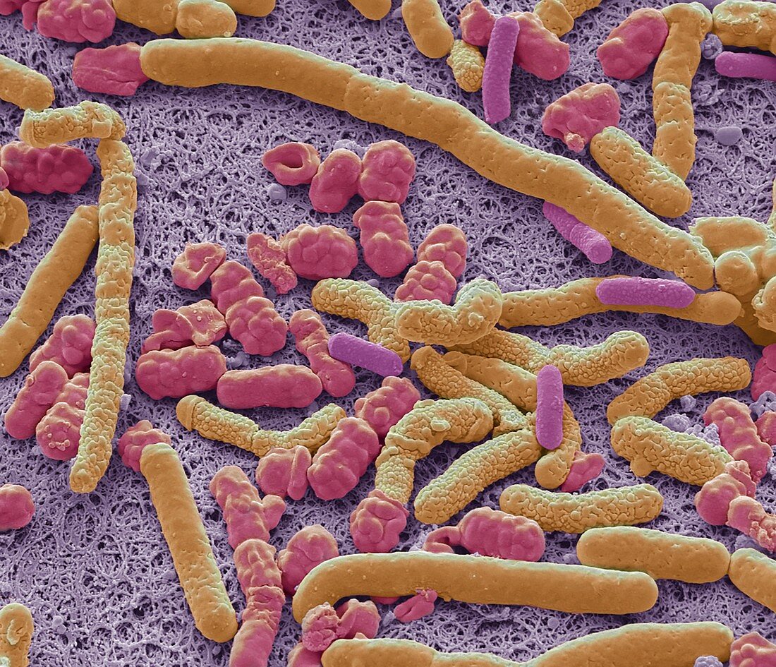 Probiotic bacteria, SEM