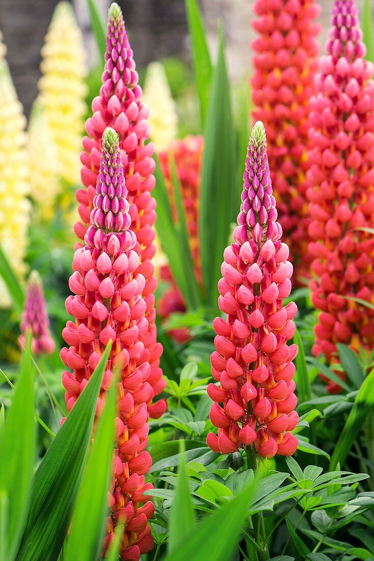 Lupin (Lupinus 'Gallery Red')