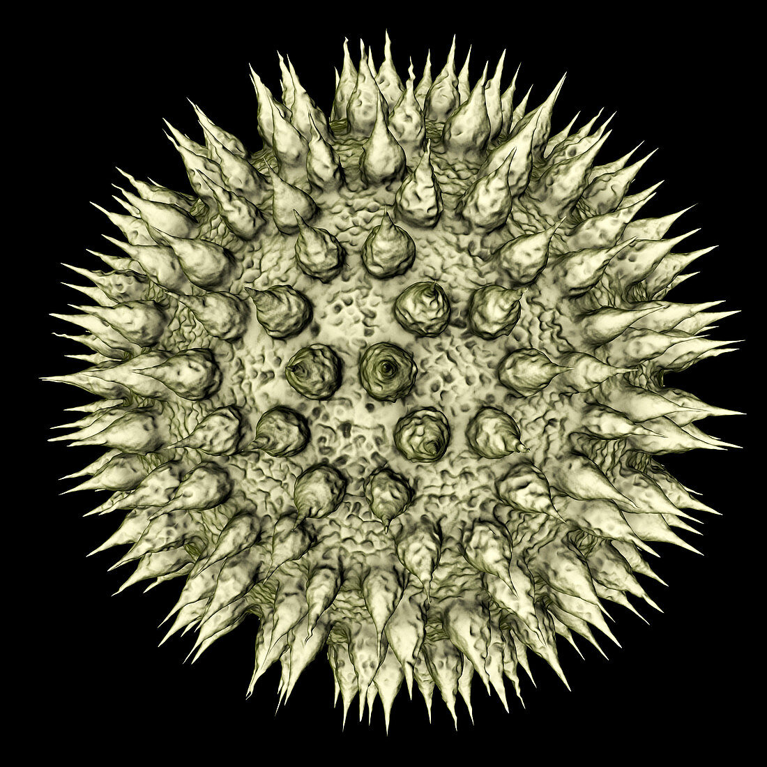 Pollen grains from different plants, illustration