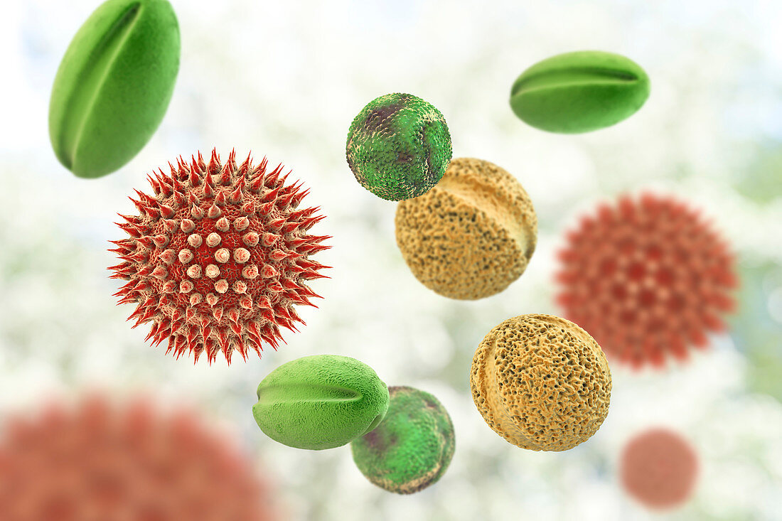 Pollen grains from different plants, illustration