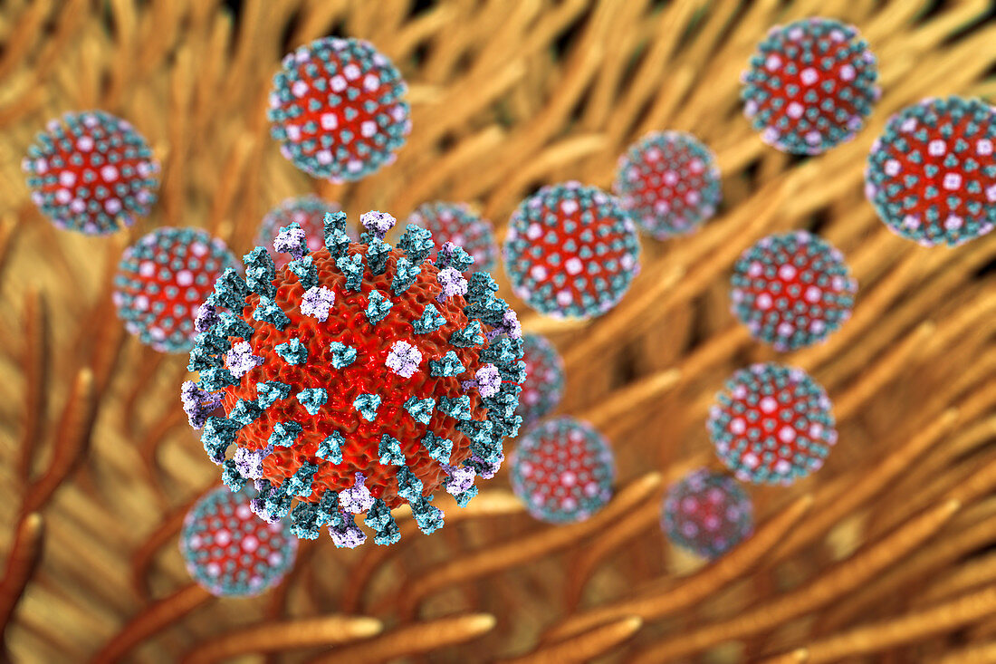 Flu viruses infecting airways, illustration
