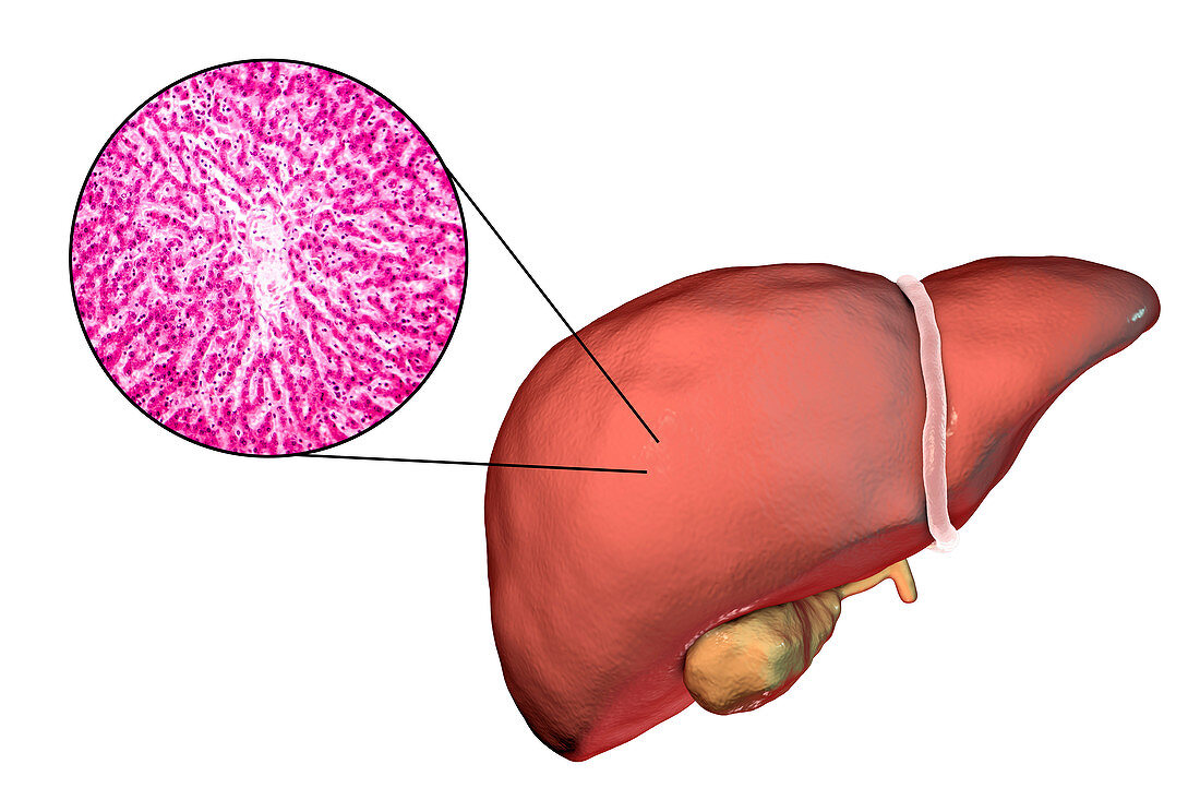 Healthy liver, illustration and micrograph