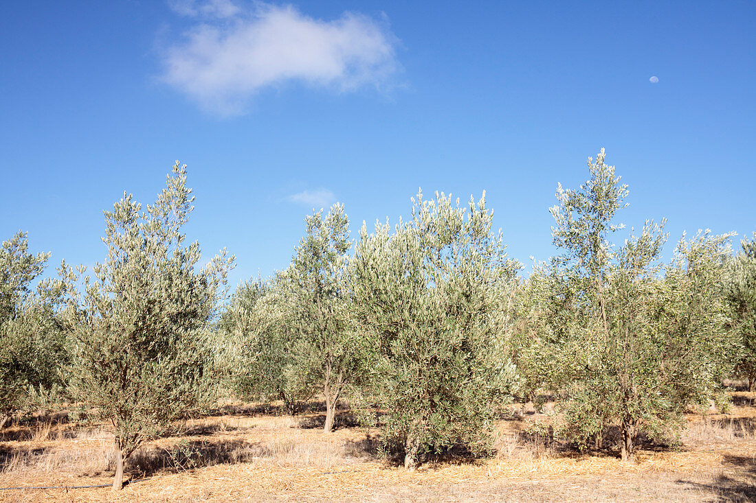 Olive trees, near Riebeek Kasteel