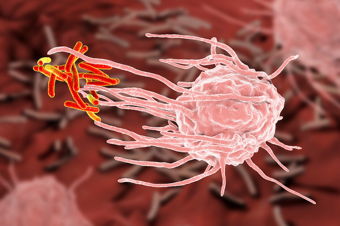 Macrophage engulfing tuberculosis bacteria, illustration