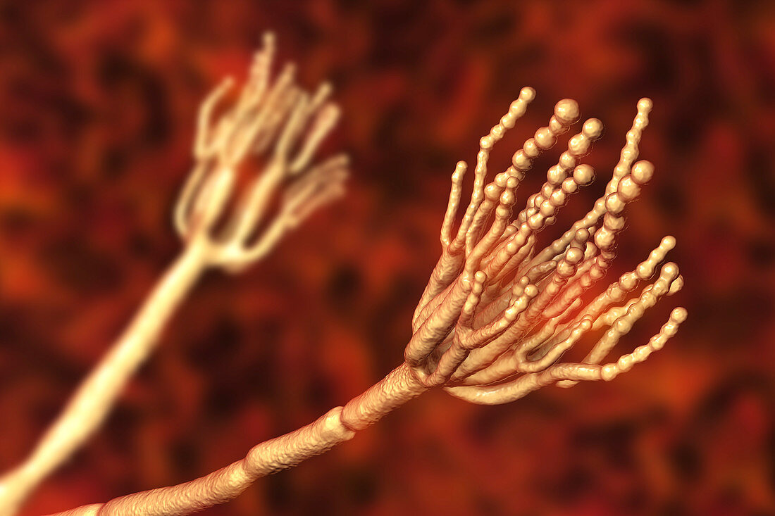 Penicillium fungus, illustration