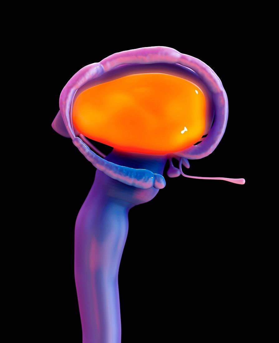 Brain thalamus, illustration