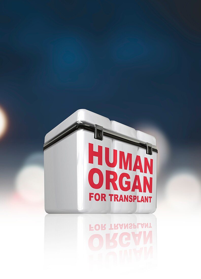 Human organs in box, illustration