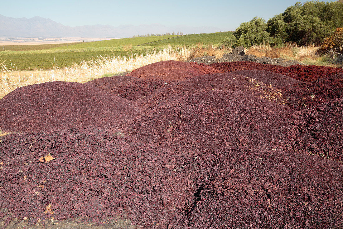 Grape skins being used as compost