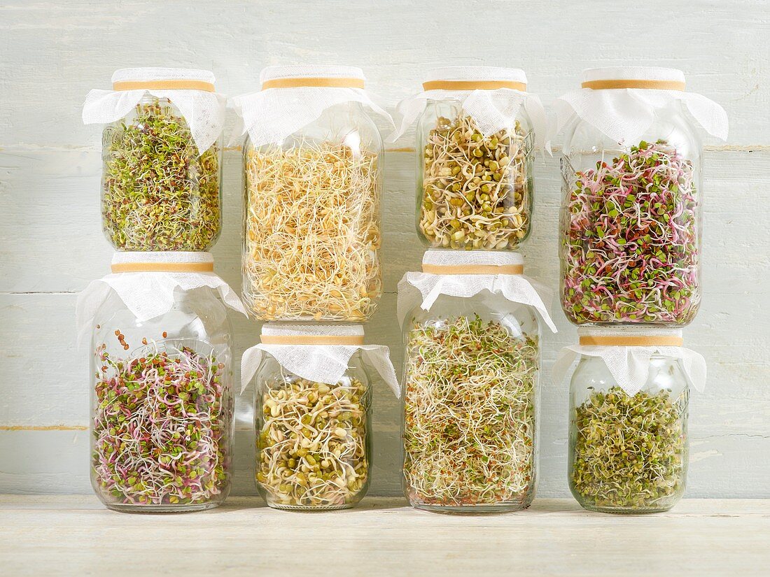 Sprouting beans in jars
