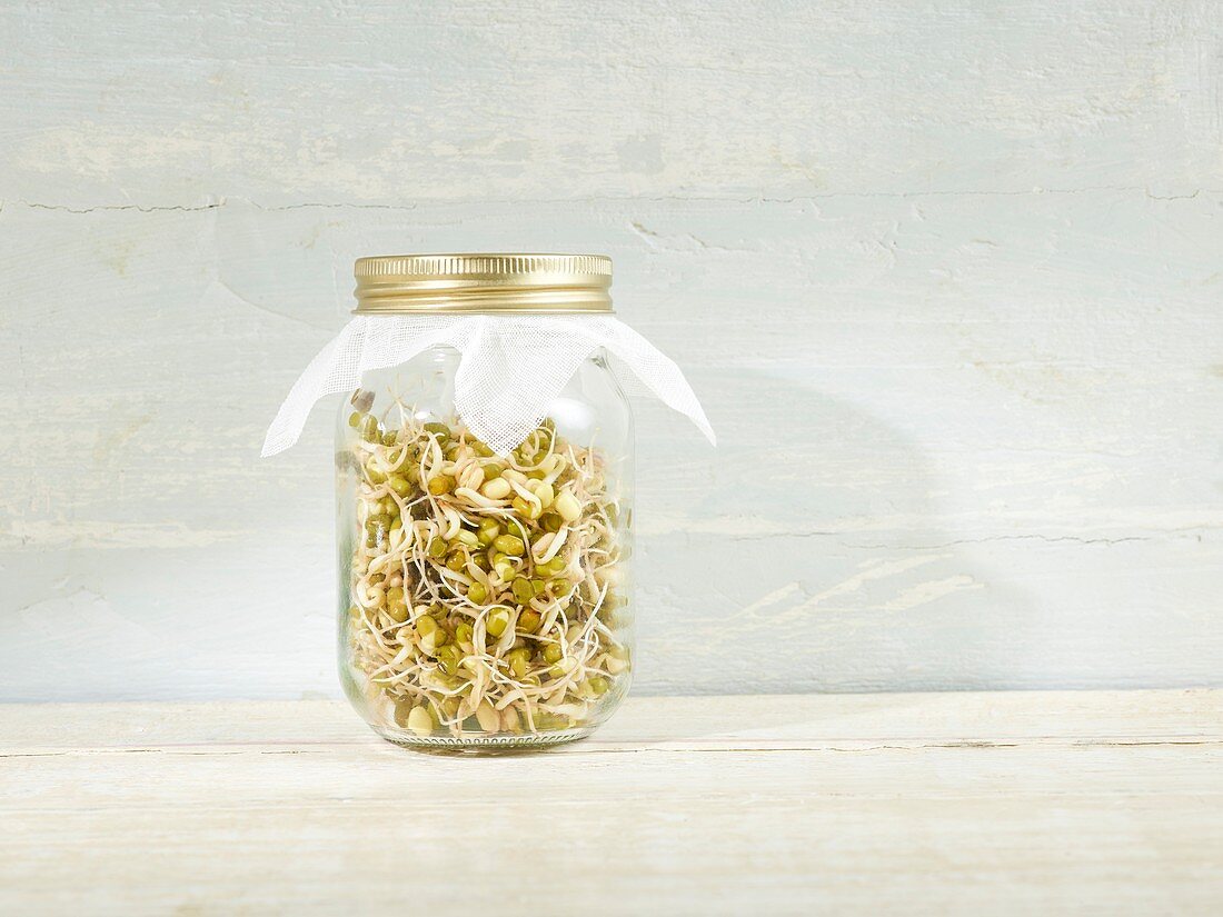 Sprouting mung beans in a jar