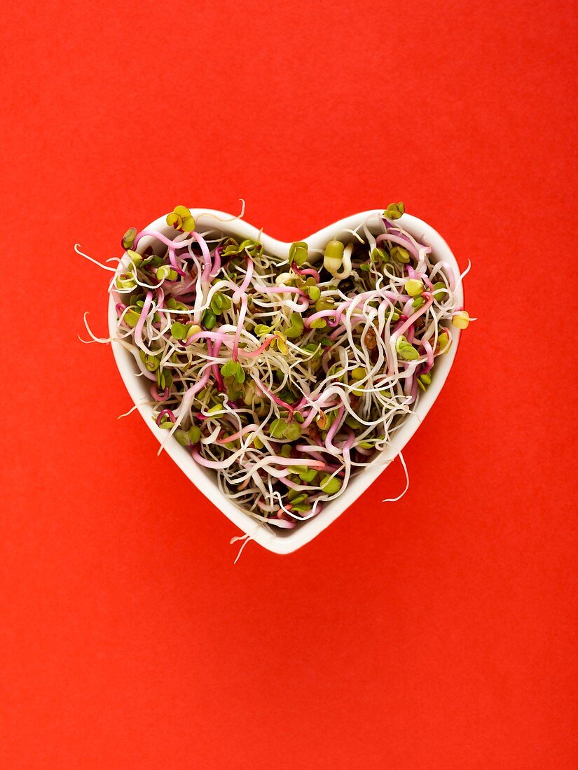 Sprouting beans in heart shaped bowl