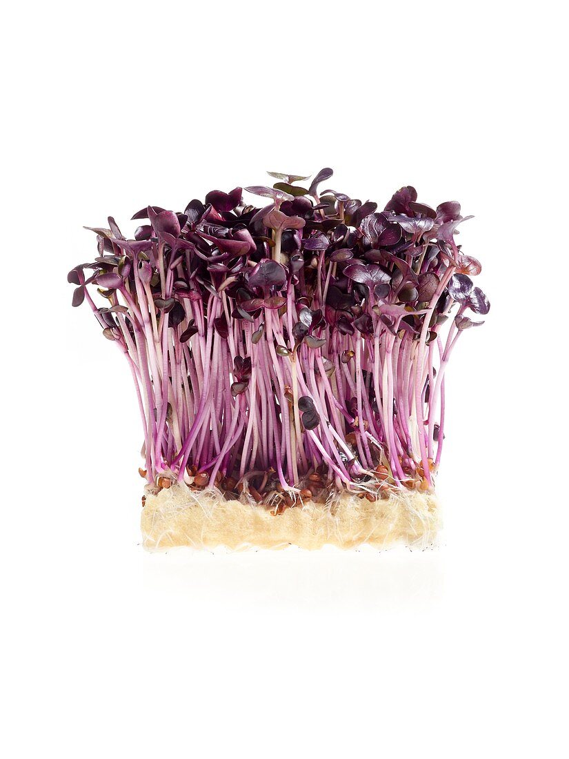 Sprouting purple cress