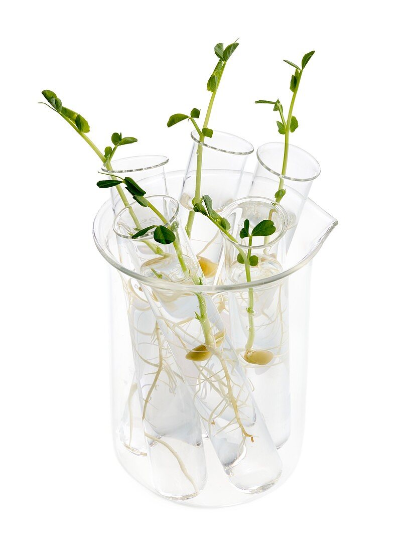 Sprouting peas in test tubes