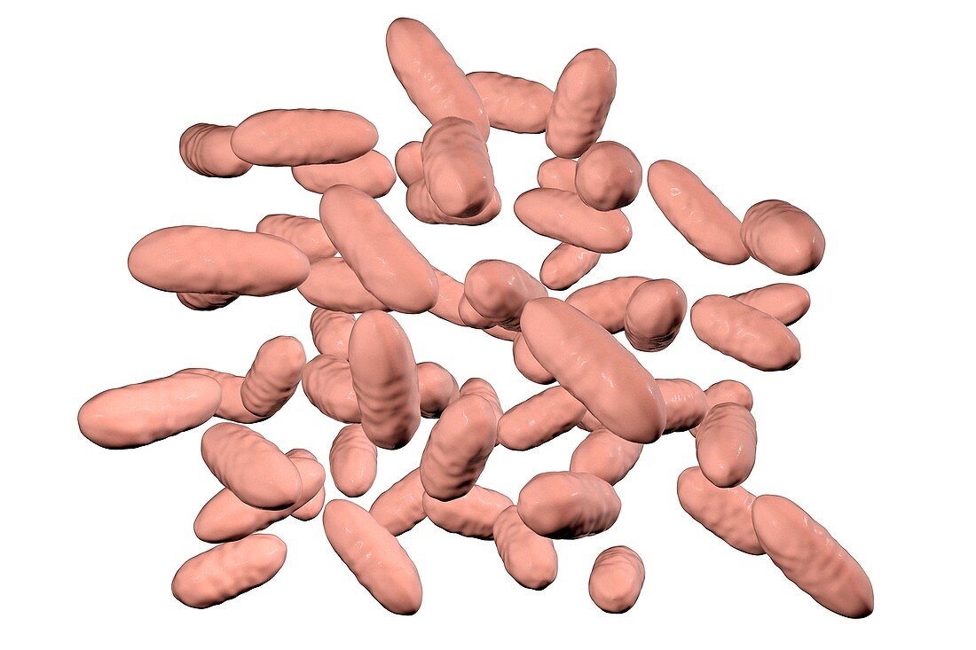 Aggregatibacter aphrophilus bacteria, illustration