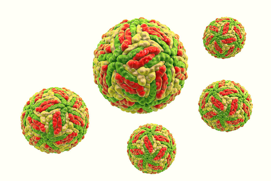 Powassan virus particles, illustration