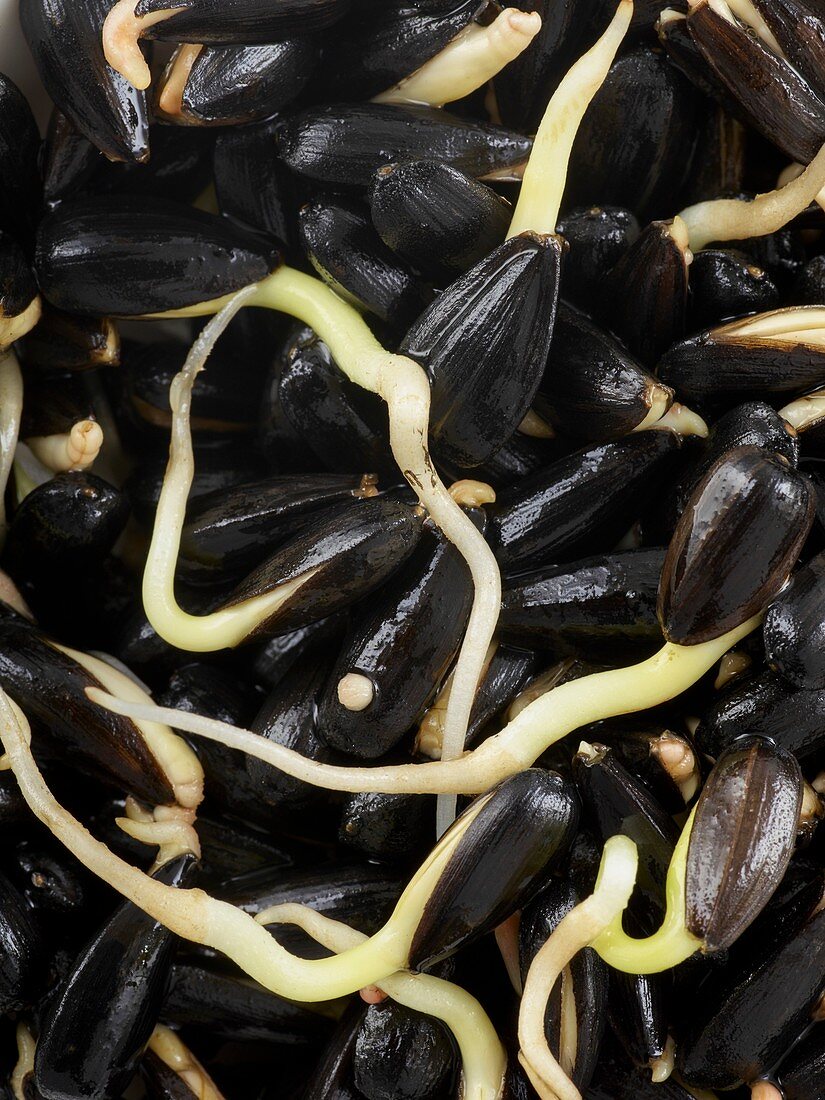 Sprouting sunflower seeds