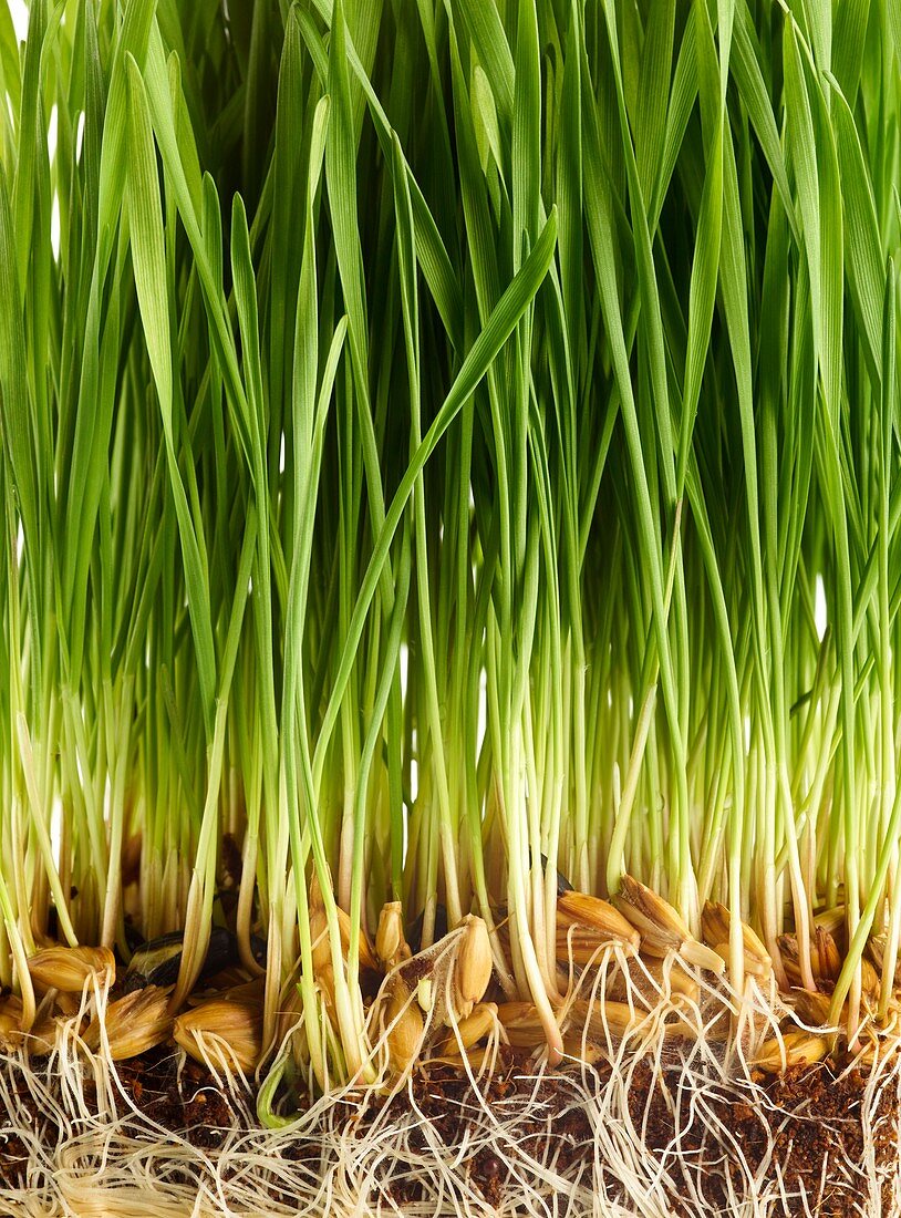 Sprouting wheatgrass