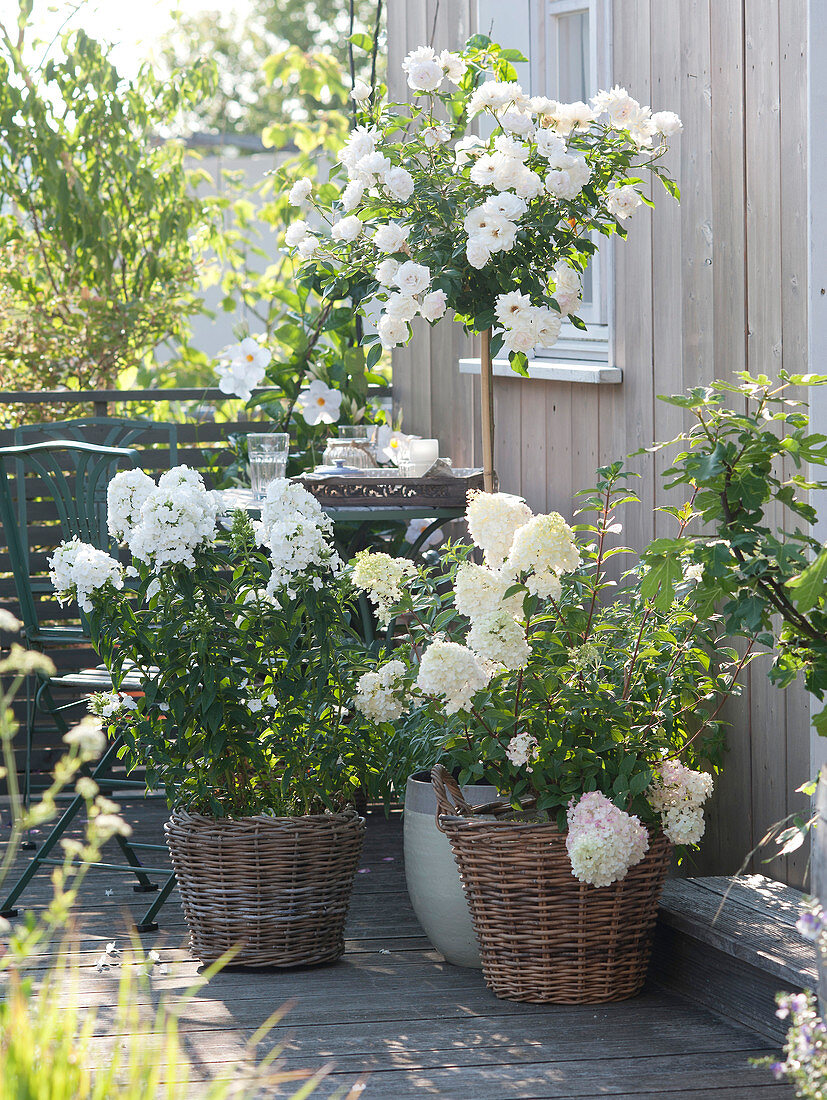 White balcony with rosa 'bienenweide' (dwarf rose) on stem