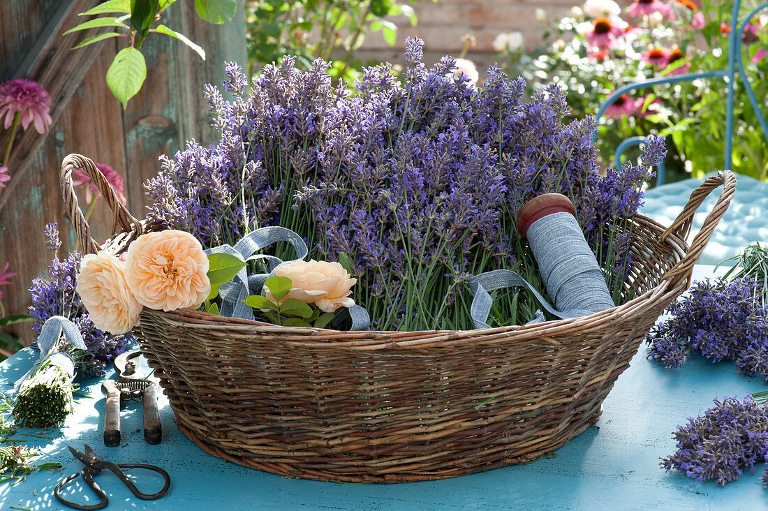 Korb mit frisch geschnittenen Blüten von  Lavendel und Rosen