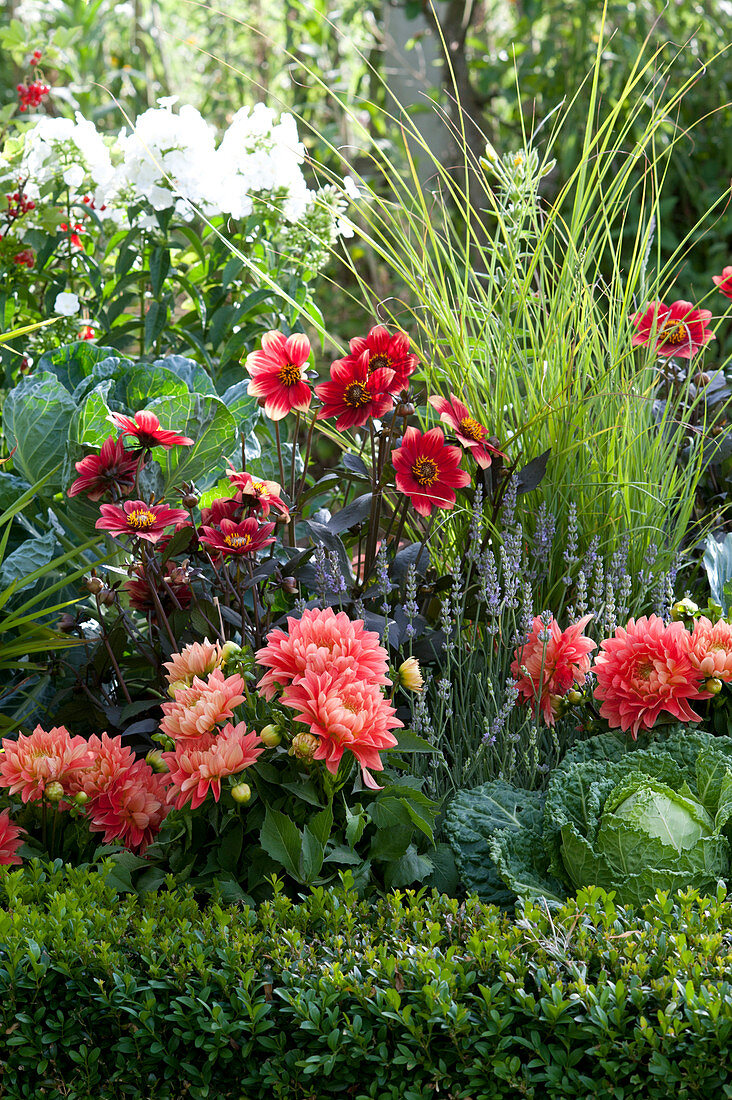 Dahlia 'Melody Swing' (Decorative Dahlia), D. Capriccio (Single Flowering Dahlia)