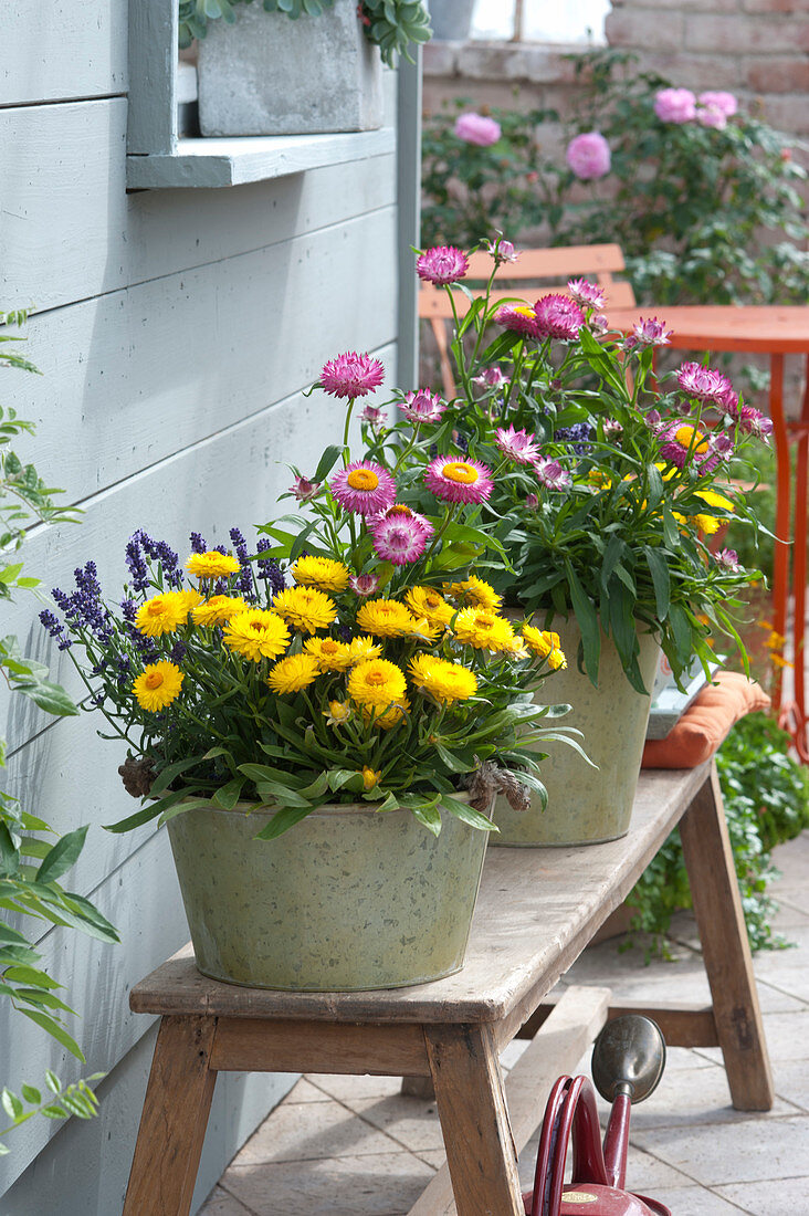 Sheet pots with Bracteantha Sunbrella 'Pink' 'Yellow' (Everlasting flowers)
