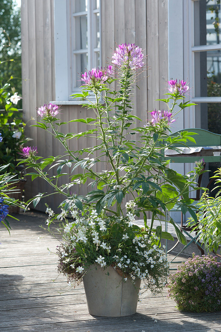 Cleome spinosa (Spiny spider flower) underplanted with Gaura 'Snowbird'