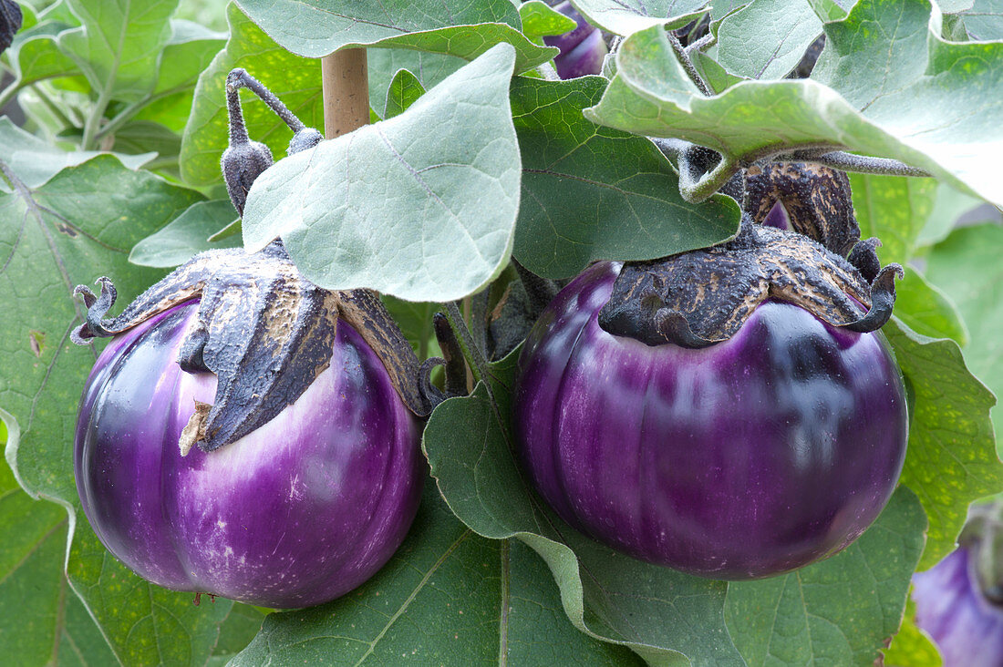 Eggplant 'Violetta di Firenze' (Solanum melongena)