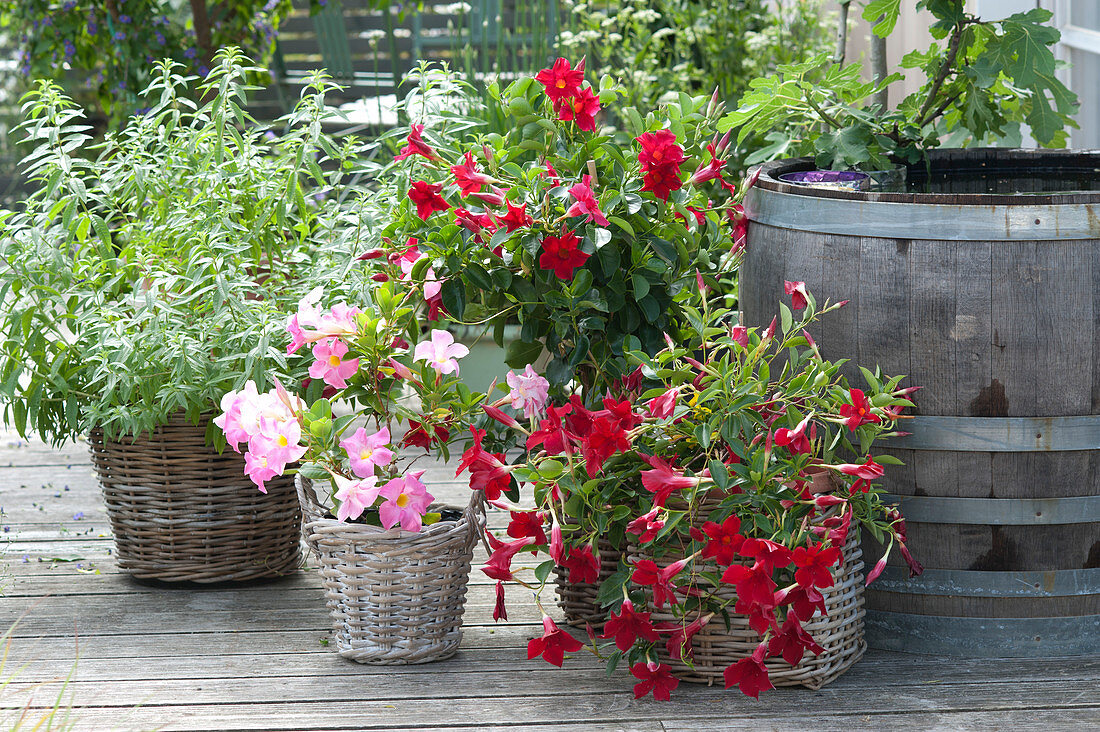 Aloysia triphylla ( Zitronenverbene ) und Mandevilla Sundaville