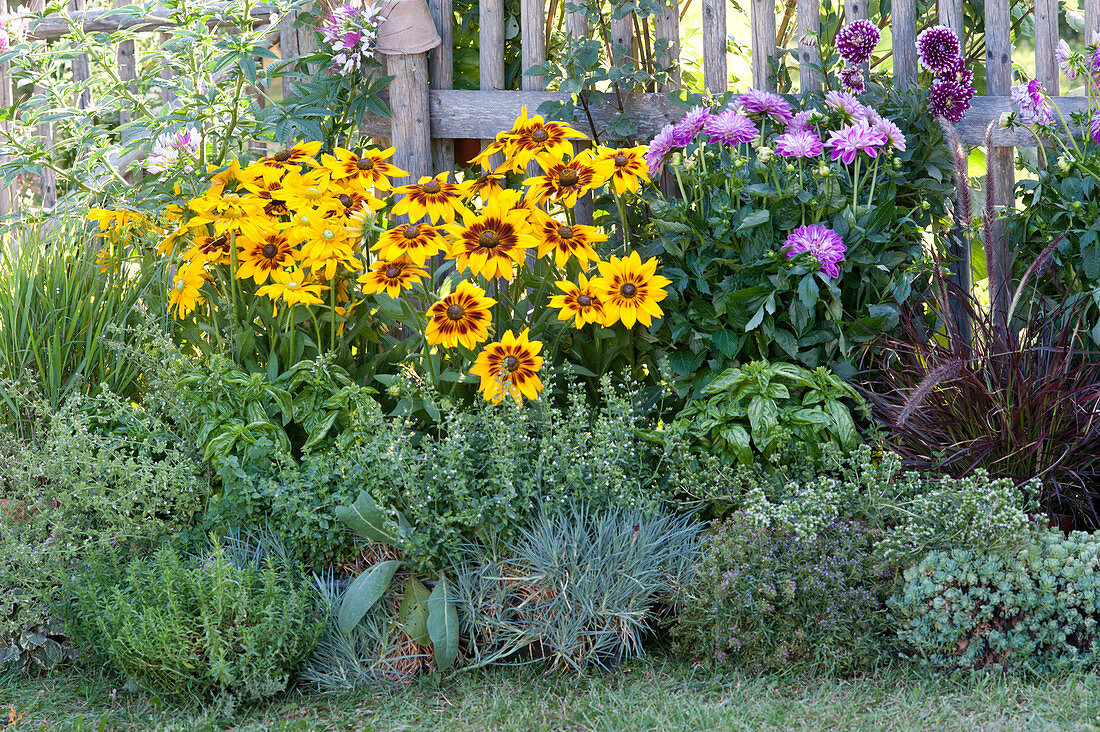 Beet mit Kräutern und Sommerblumen am Zaun :