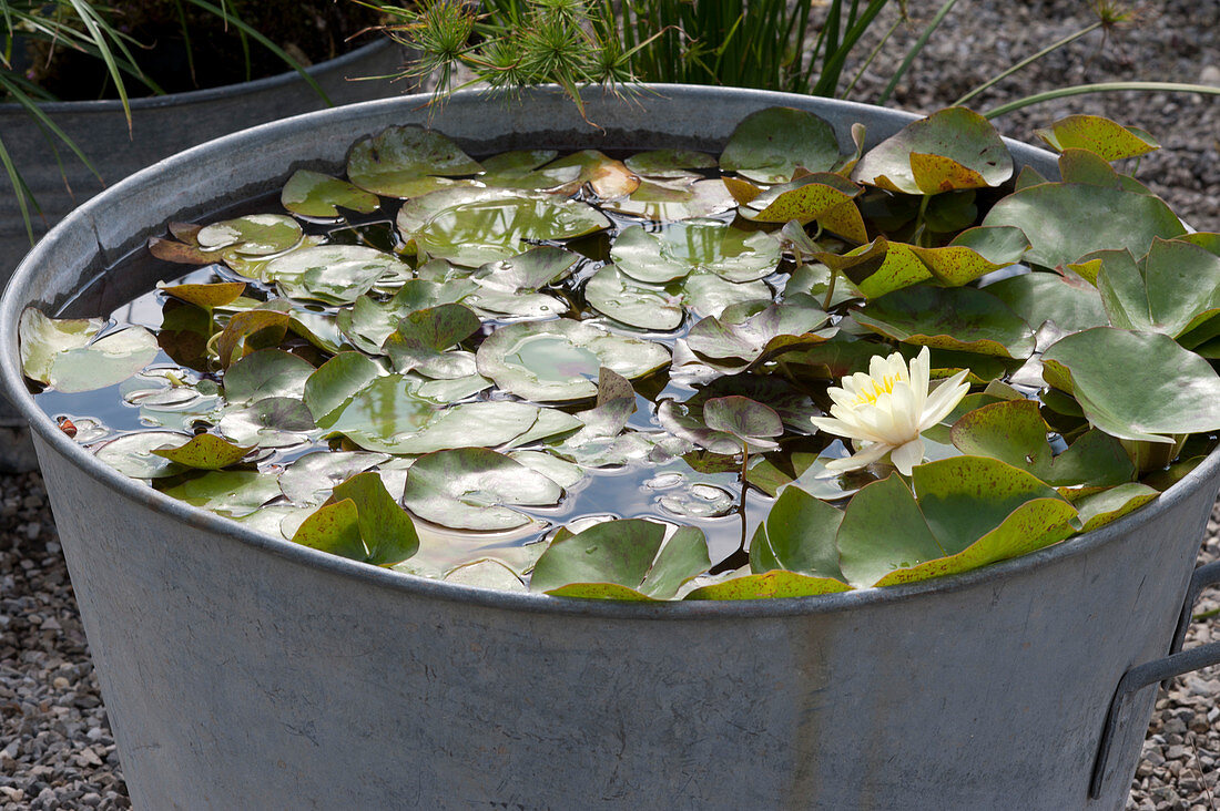 Nymphaea  'Marliacea Chromatella' ( Seerose )