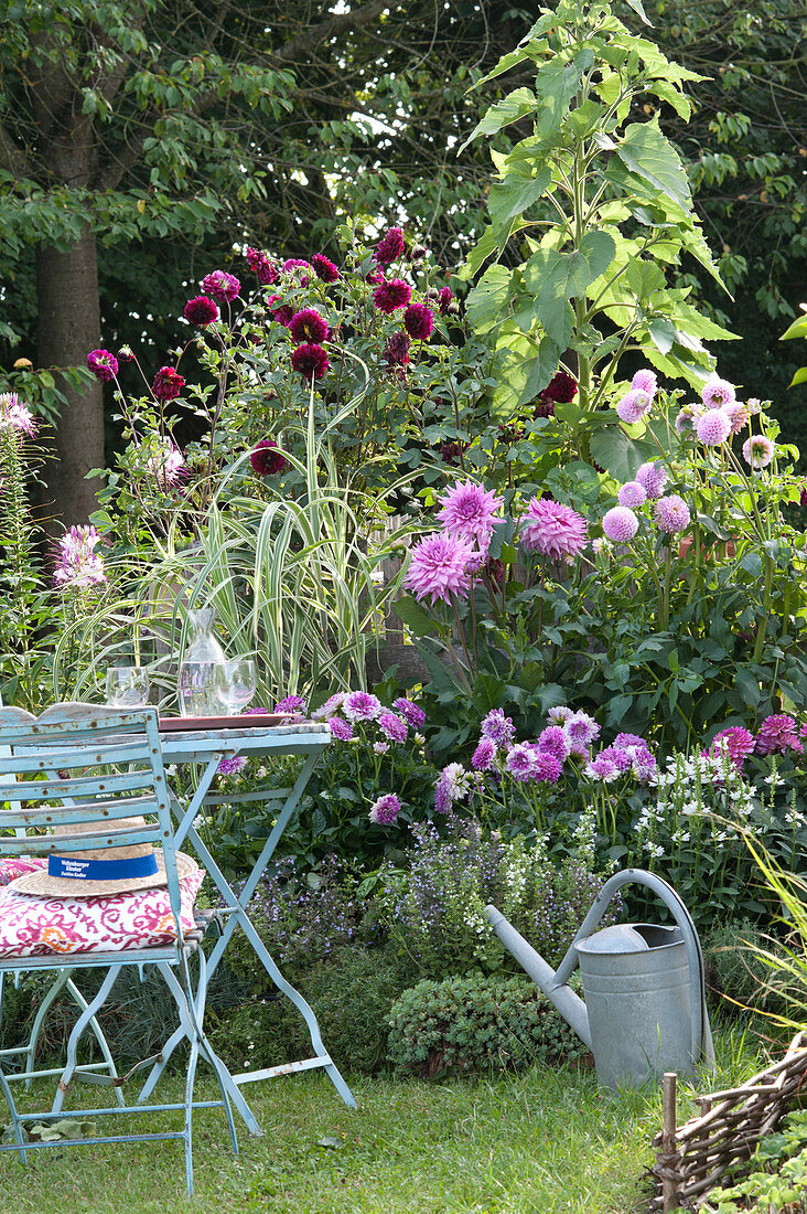 Table and chairs on the bed of Dahlia (Dahlias), Arundo donax 'Variegata'