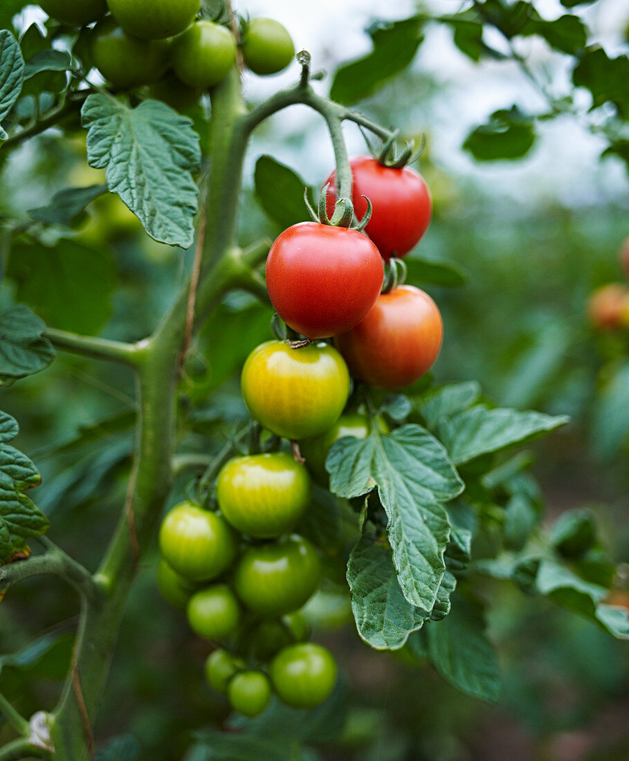 Tomaten an der Pflanze