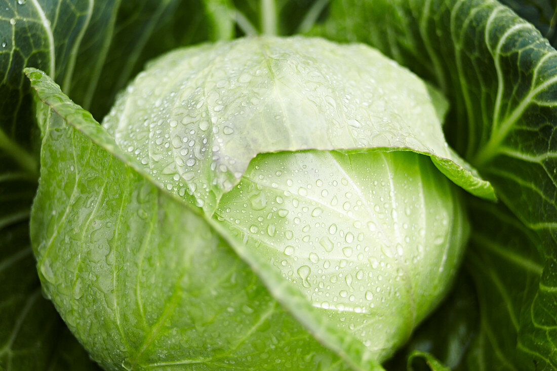 A wet white cabbage in a field