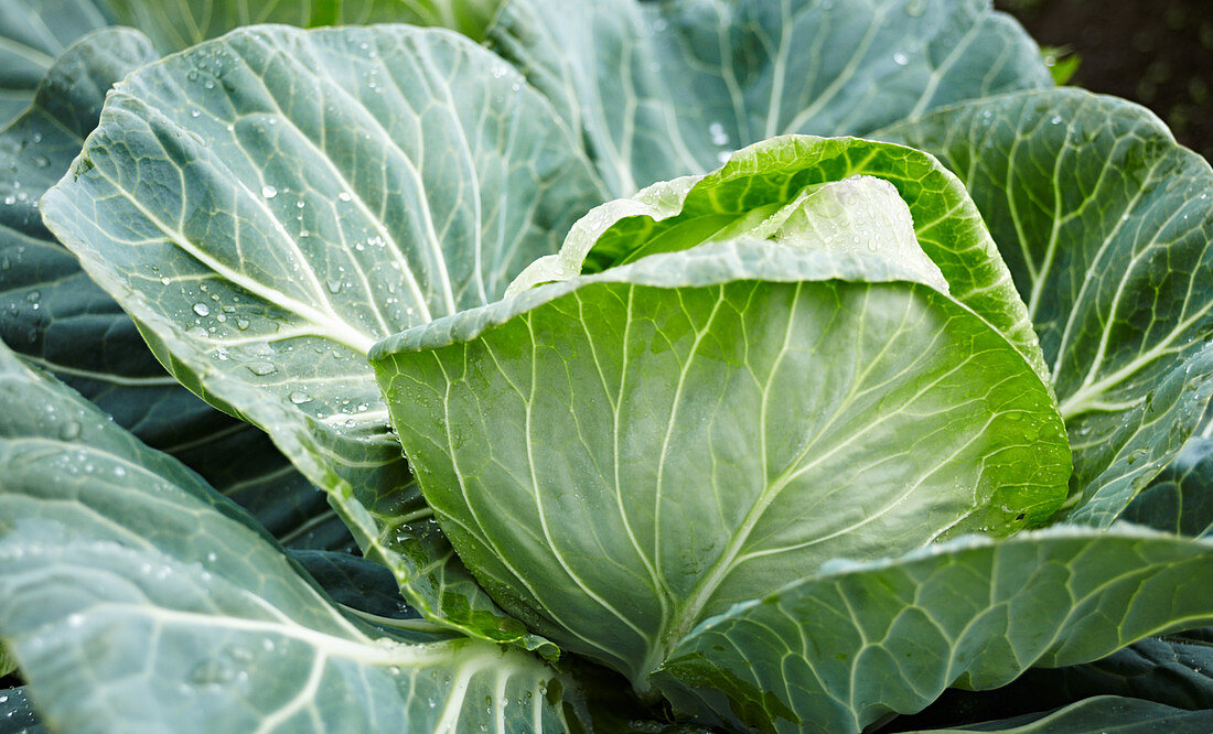 Cabbages in the field