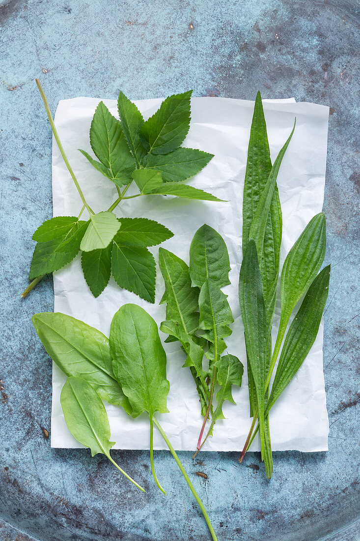 Wild herbs – dandelion, ground-elder, ribwort plantain and sorrel