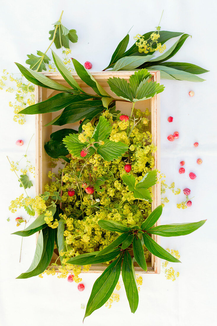 Walderdbeeren, Pfingstrosenblätter und Frauenmantelblüten in Holzschachtel