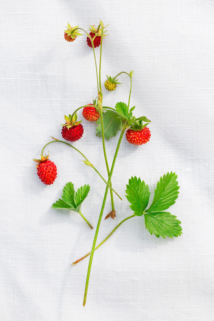 Wild strawberries and leaves on a piece of linen