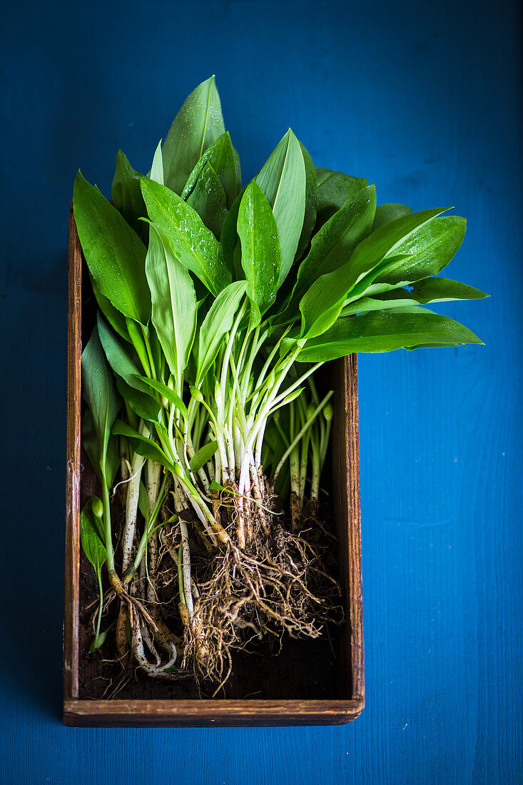 Fresh wild garlic leaves with roots in a wooden crate