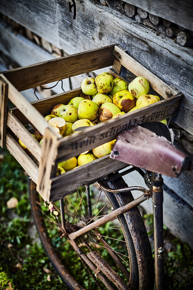 Windfalls in a wooden crate on the luggage rack of an old bike