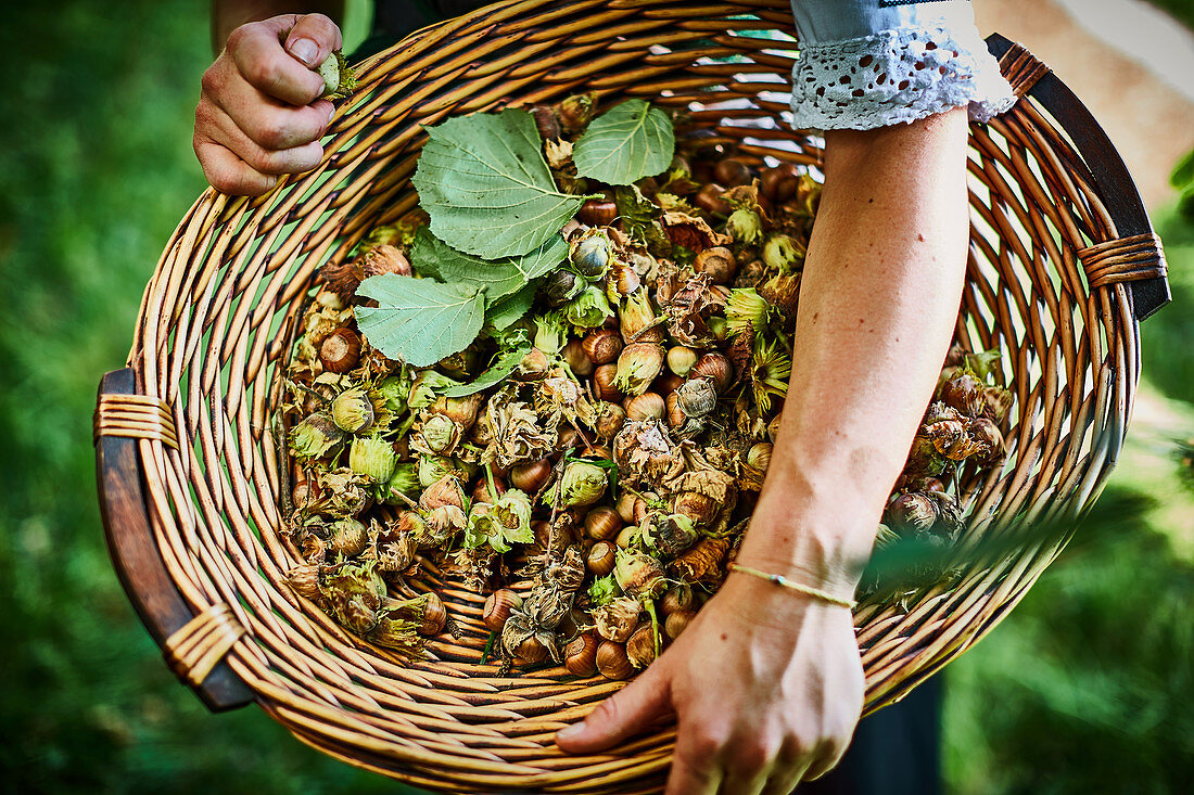 A basket of freshly picked hazelnuts