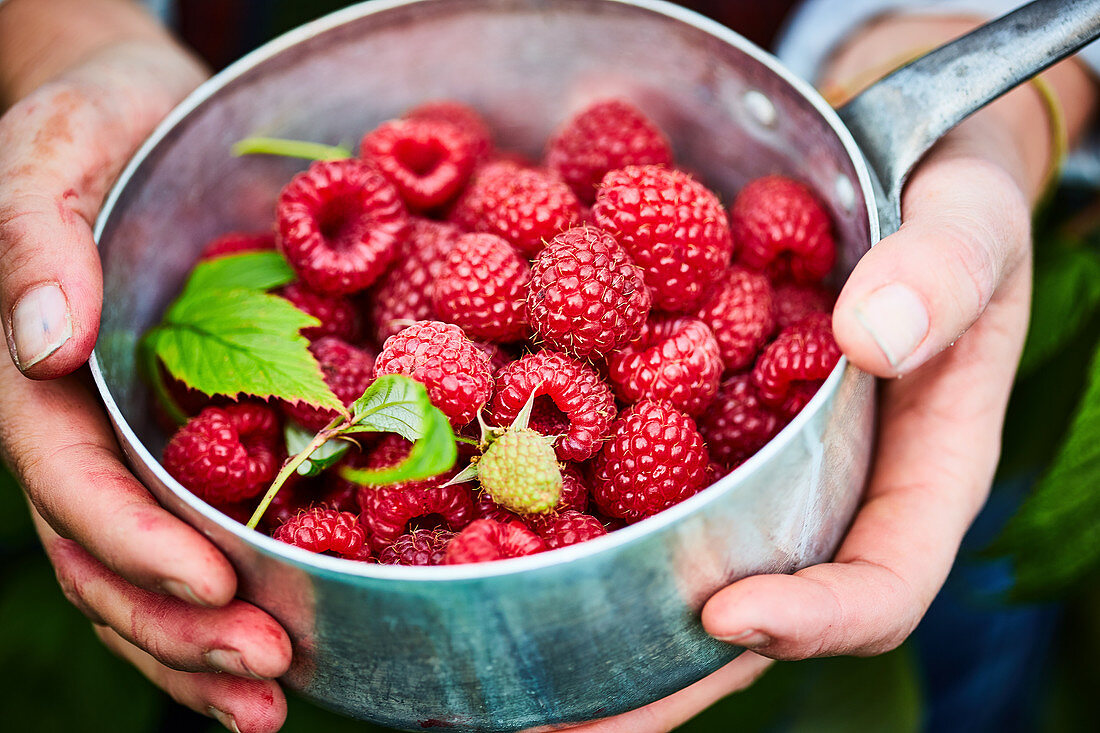 Topf mit frisch gepflückten Himbeeren