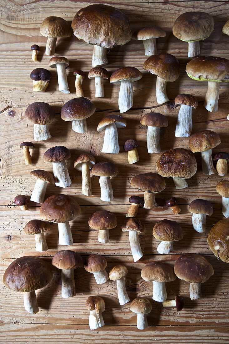 Fresh porcini mushrooms in rows on a wooden table
