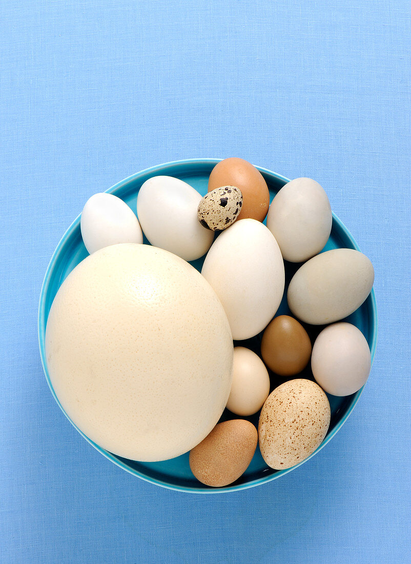 Verschiedene Eier in blauer Schale vor blauem Hintergrund (Aufsicht)