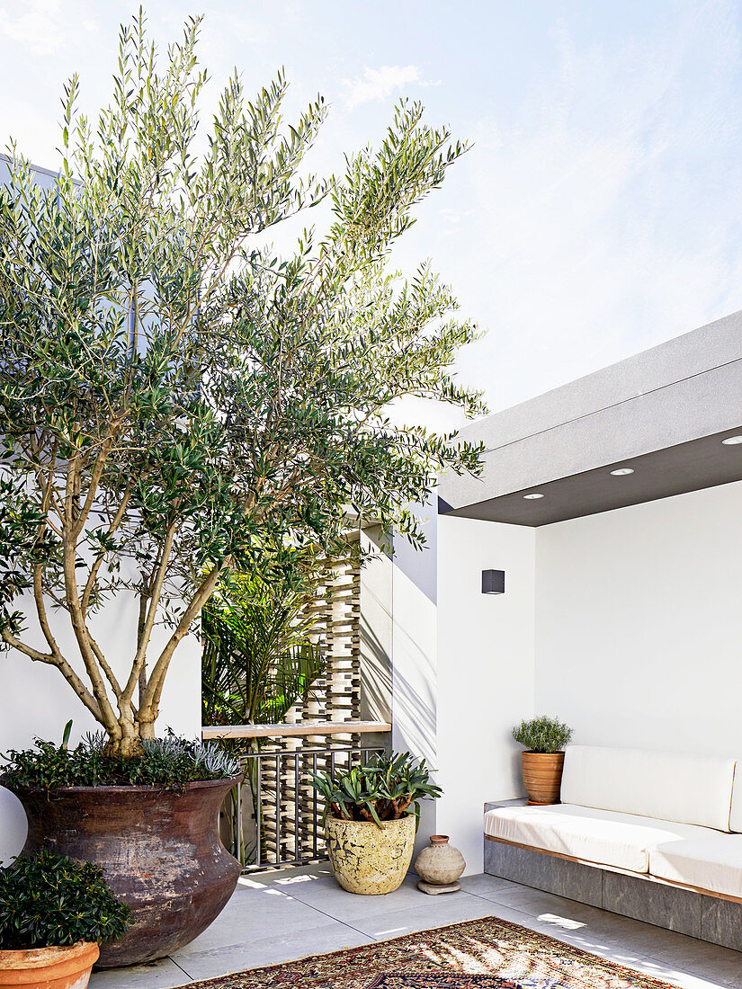 Olive tree on the roof terrace in Moroccan style