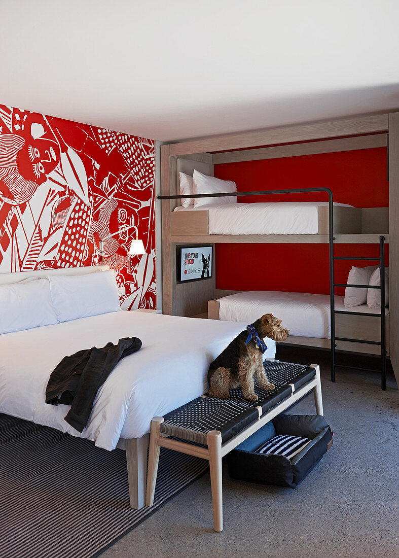 Double bed and bunk beds in modern hotel room with red and white wallpaper; dog on bedroom bench
